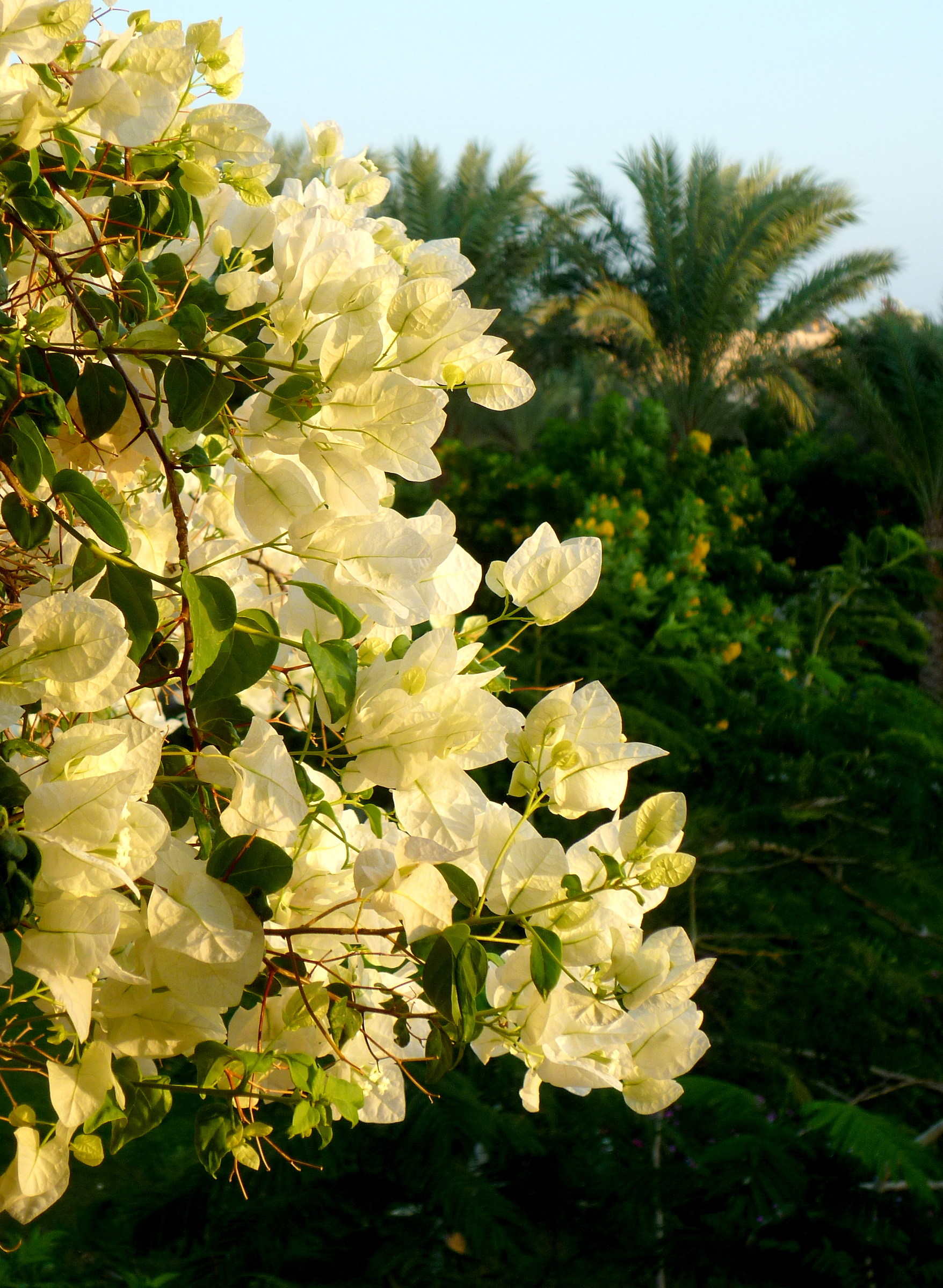 Bougainvillea beach
