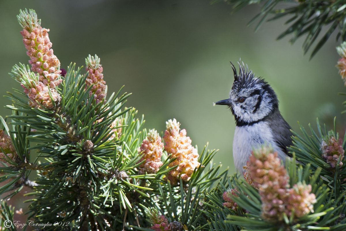 Crested Tit