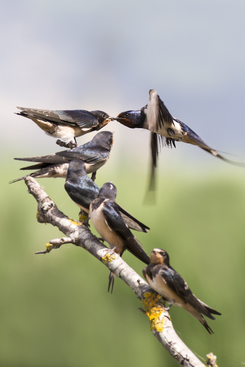 L'imbeccata il ritorno