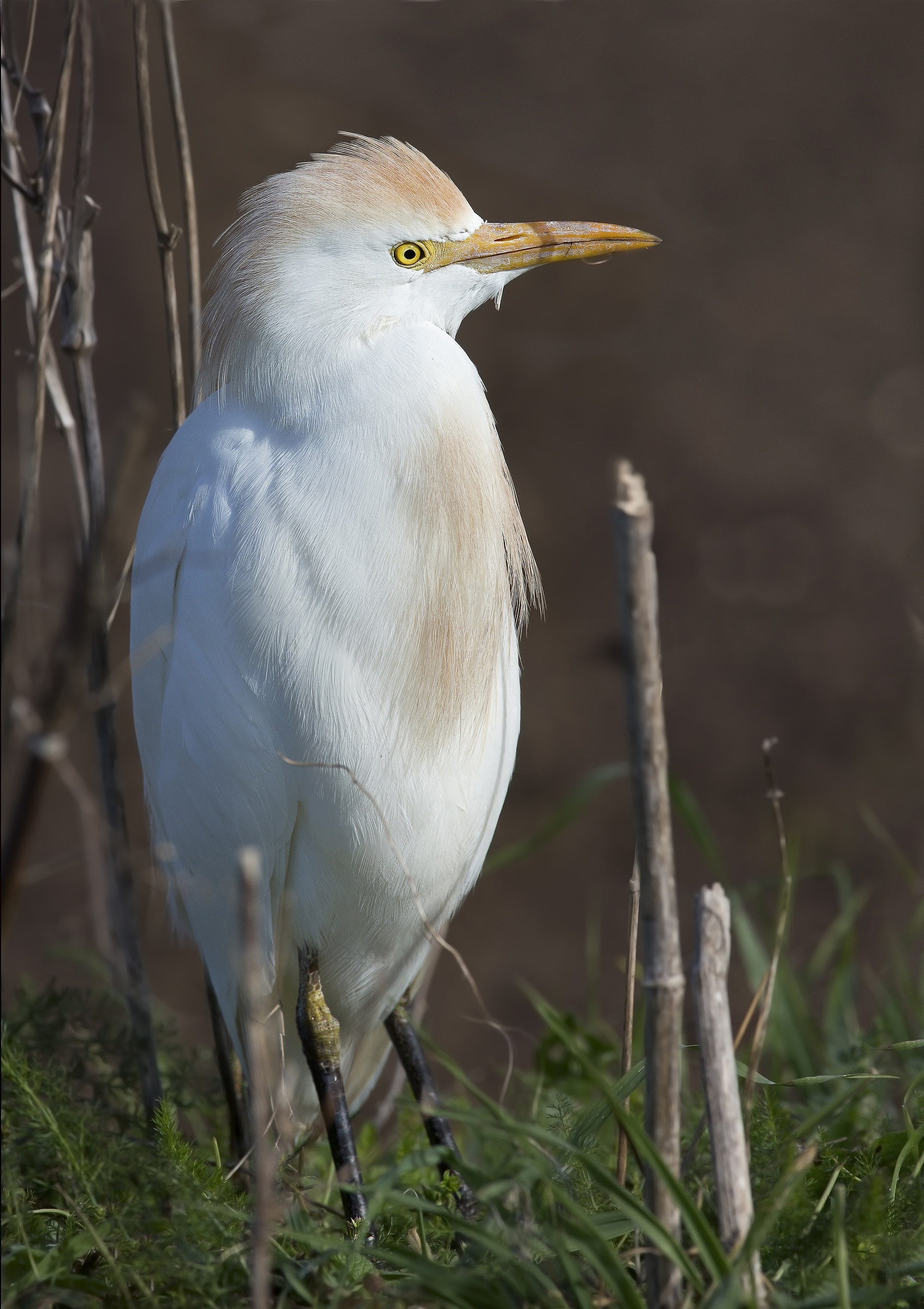 nonostante il clackson di perfidi automobilisti