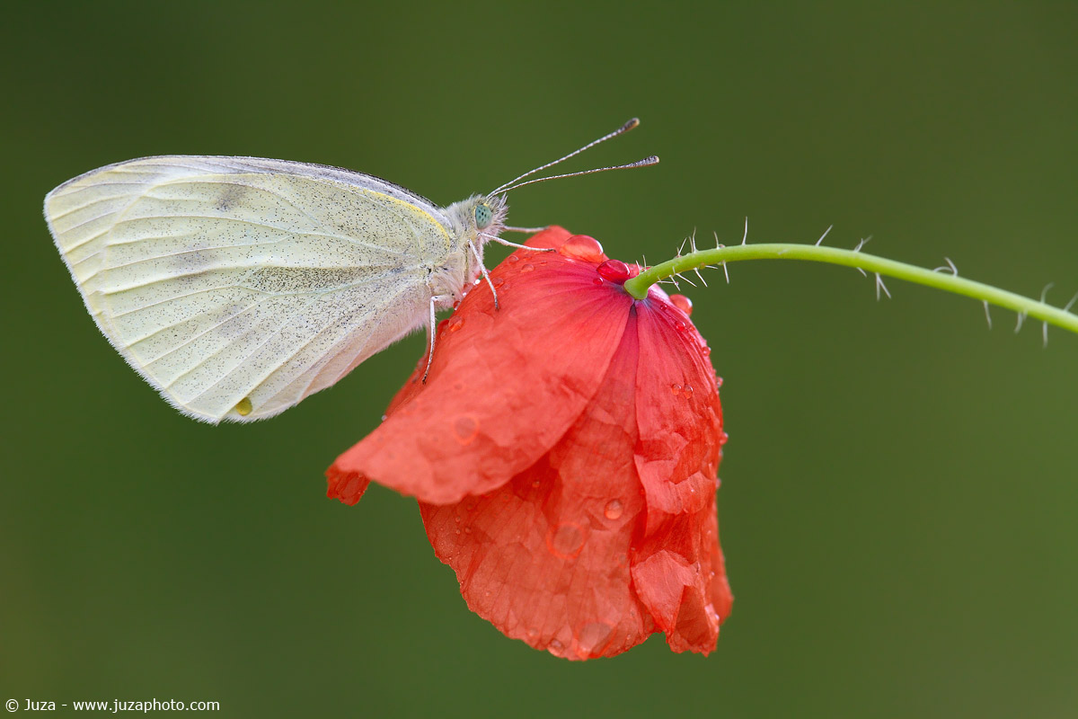 Pieris brassicae, 015,678