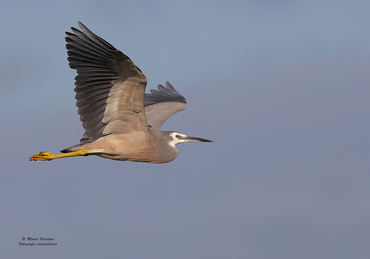 Egretta novaehollandiae