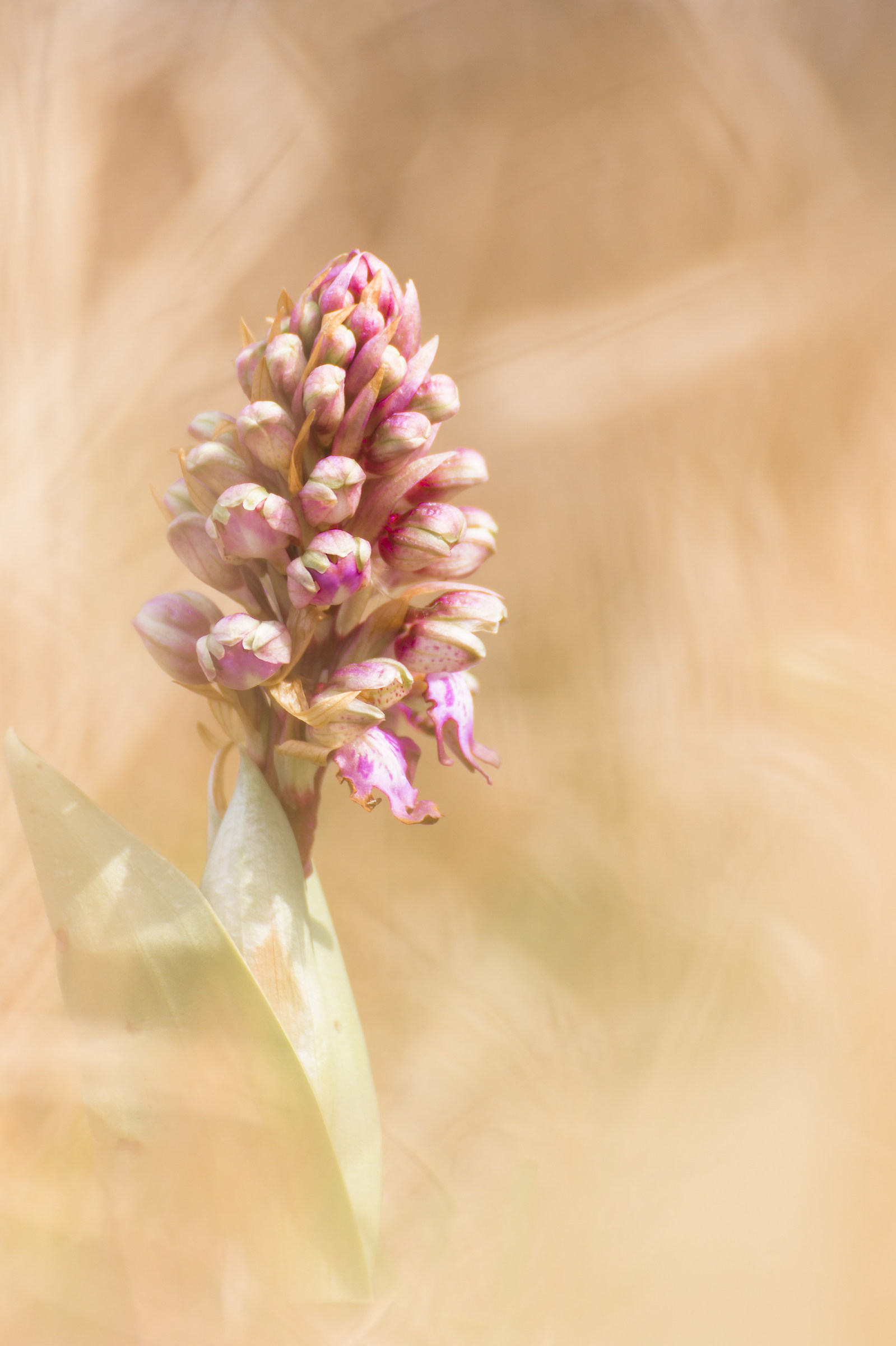 Barlia Robertiana - Himantoglossum robertianum