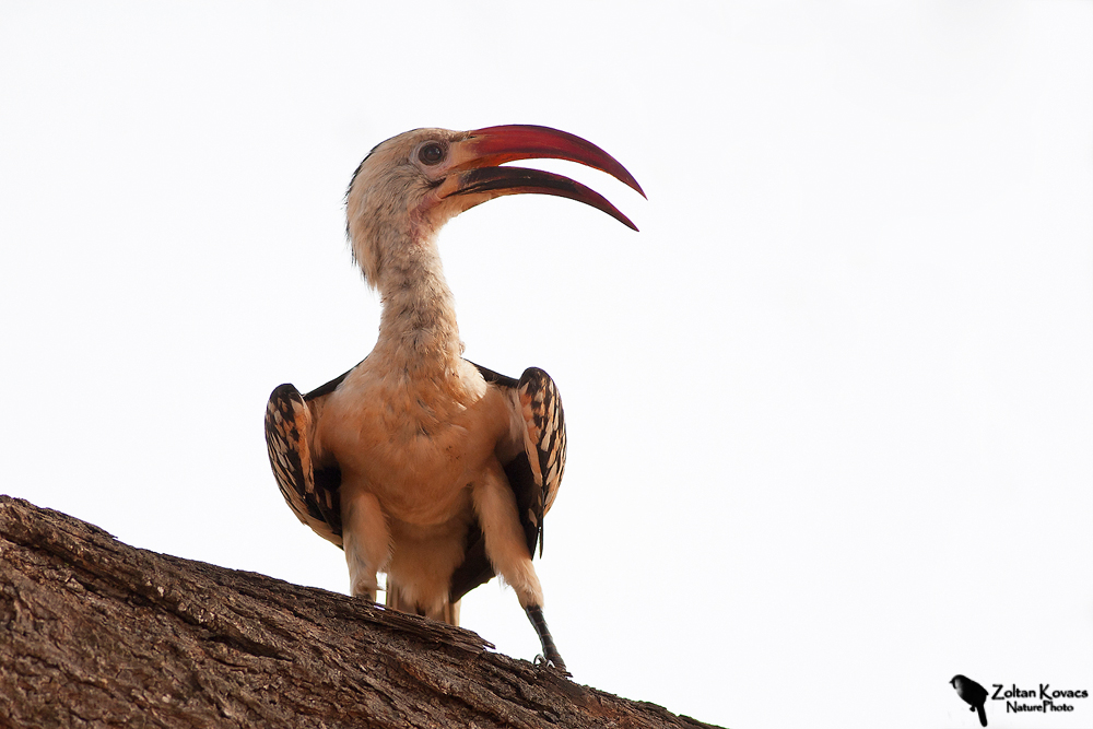 Rosso-fatturato Hornbill (Tockus erythrorhynchus)