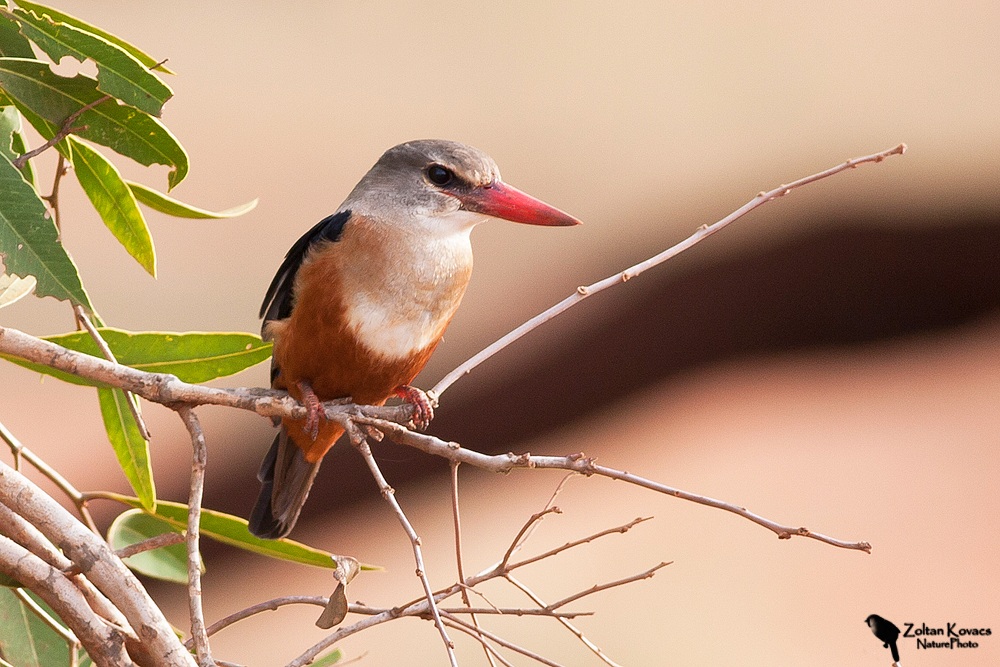 Grey-headed Kingfisher (Halcyon leucocephala)