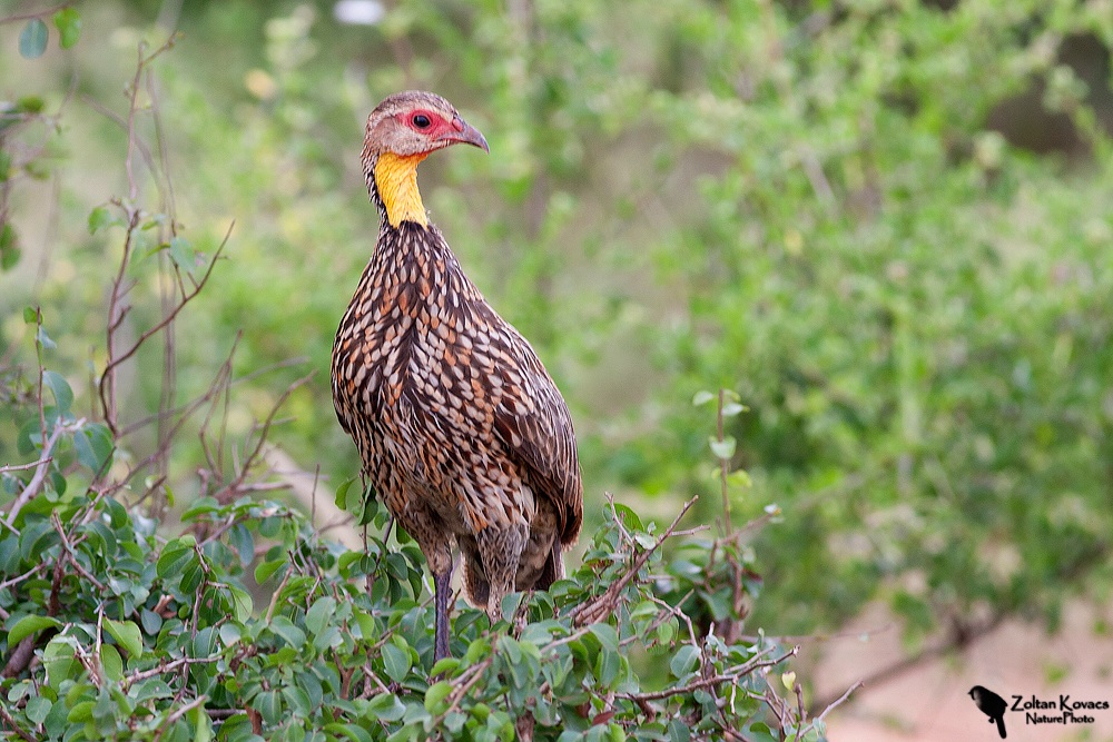 Giallo-collo Spurfowl (Pternistis leucoscepus)