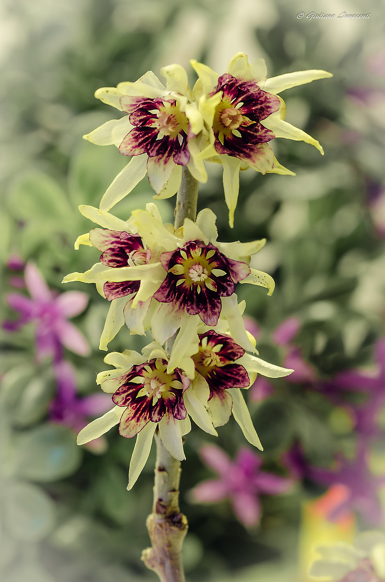 The scent of Calicantus