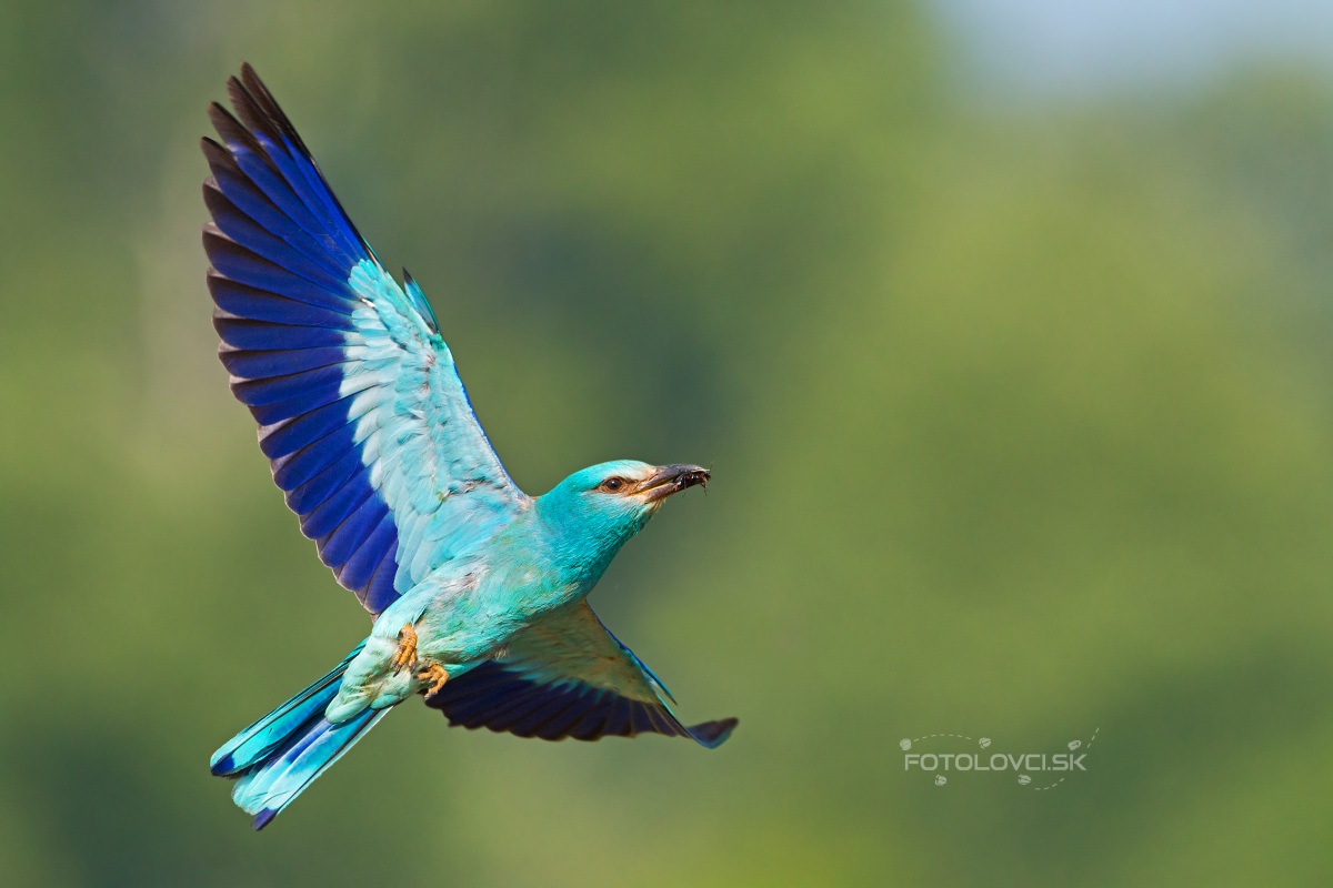 European roller