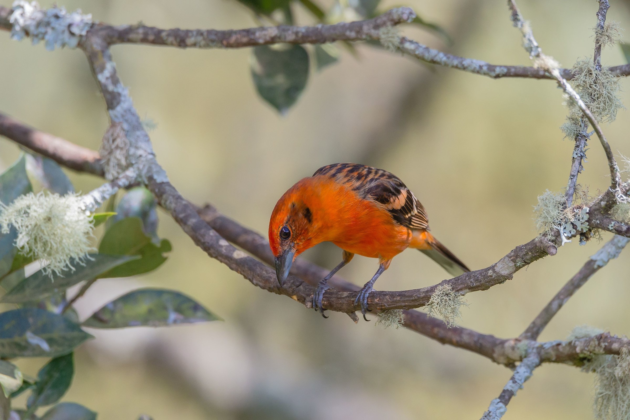 Flame-colored Tanager