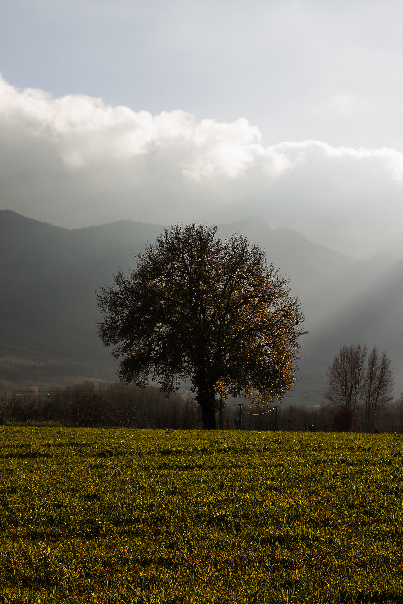 A tree at the foot of the Great Mountain