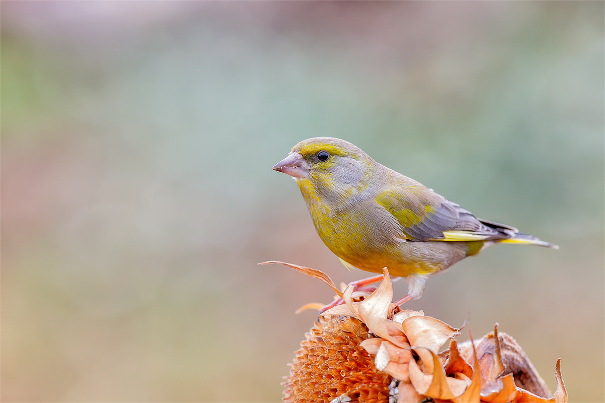 Verdone and the Magic Sunflower