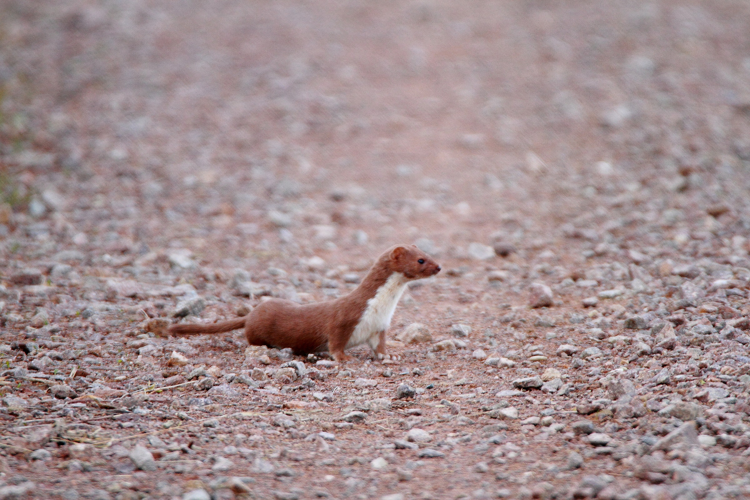 weasel