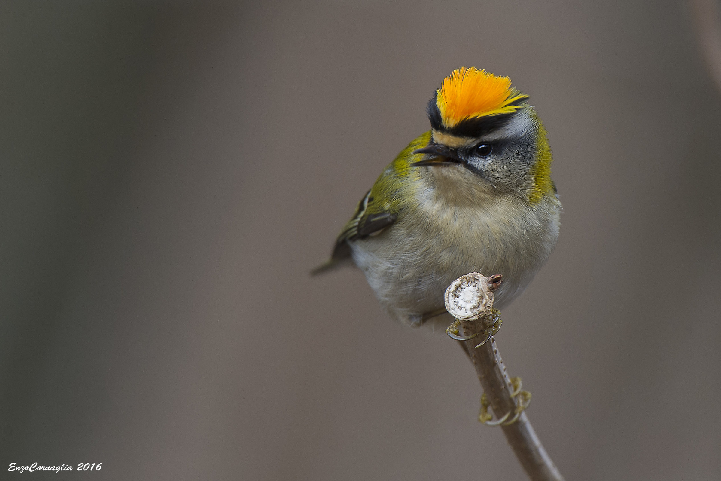 Firecrest
