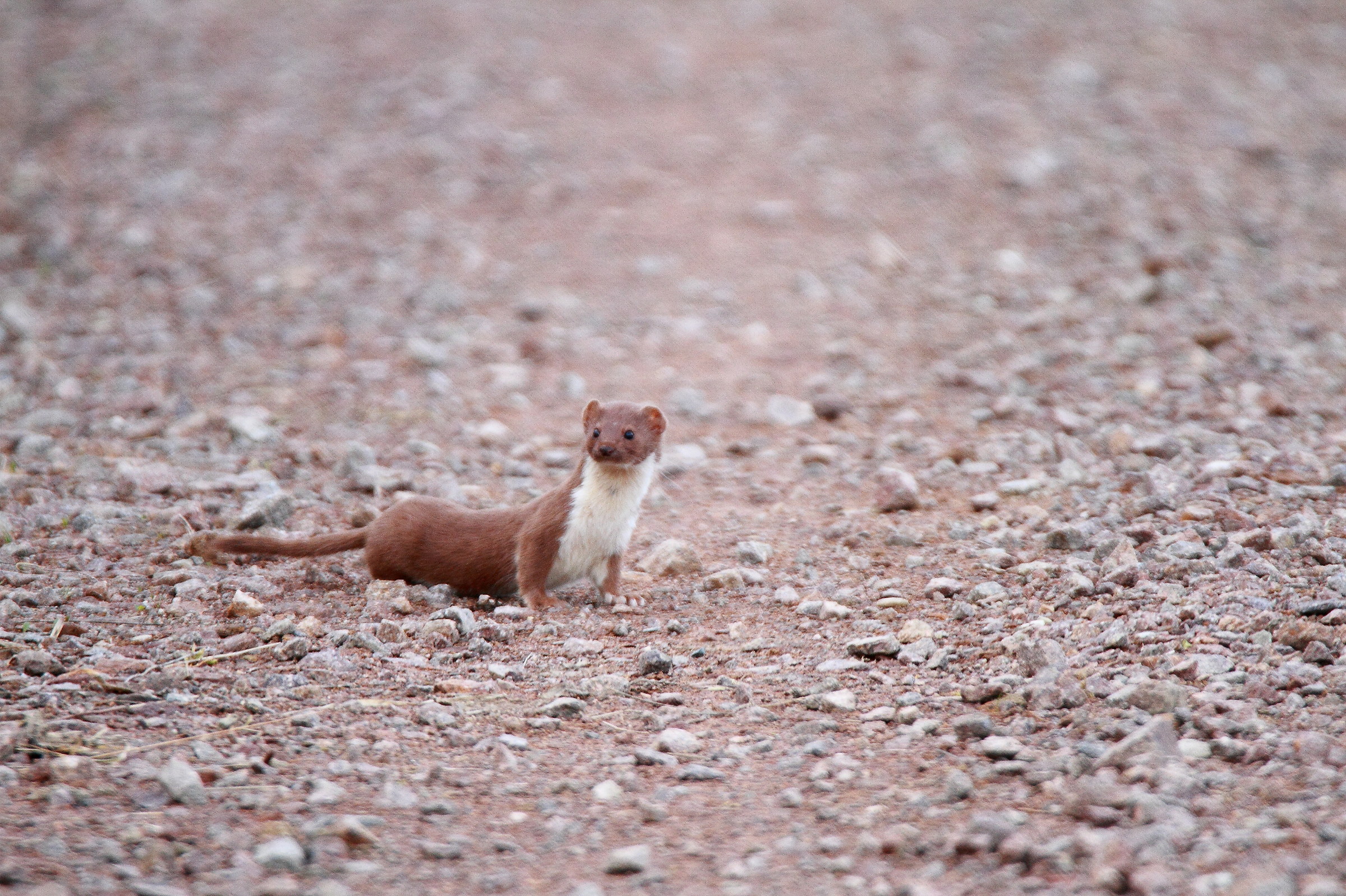 weasel