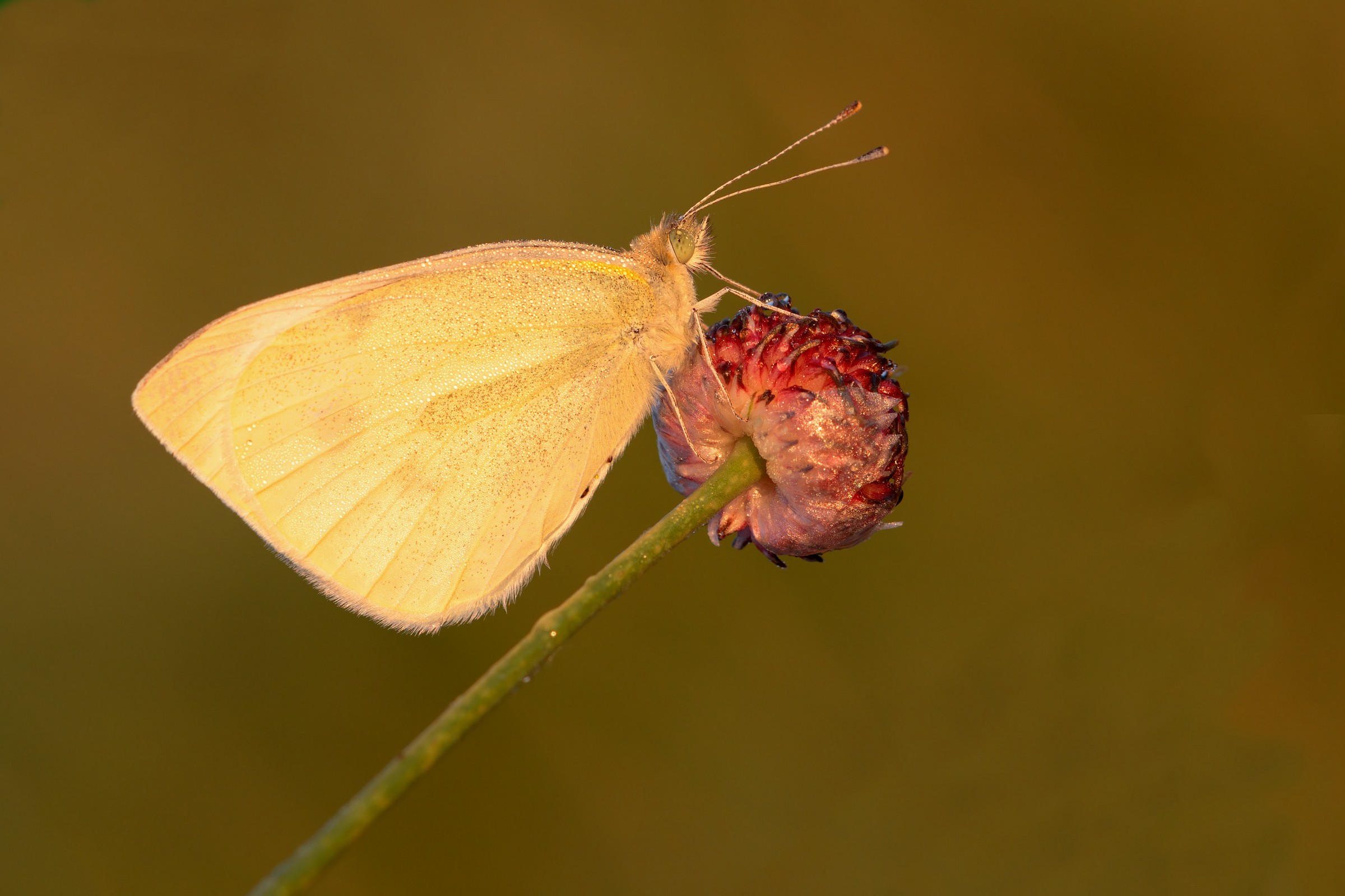 cabbage butterfly in the morning