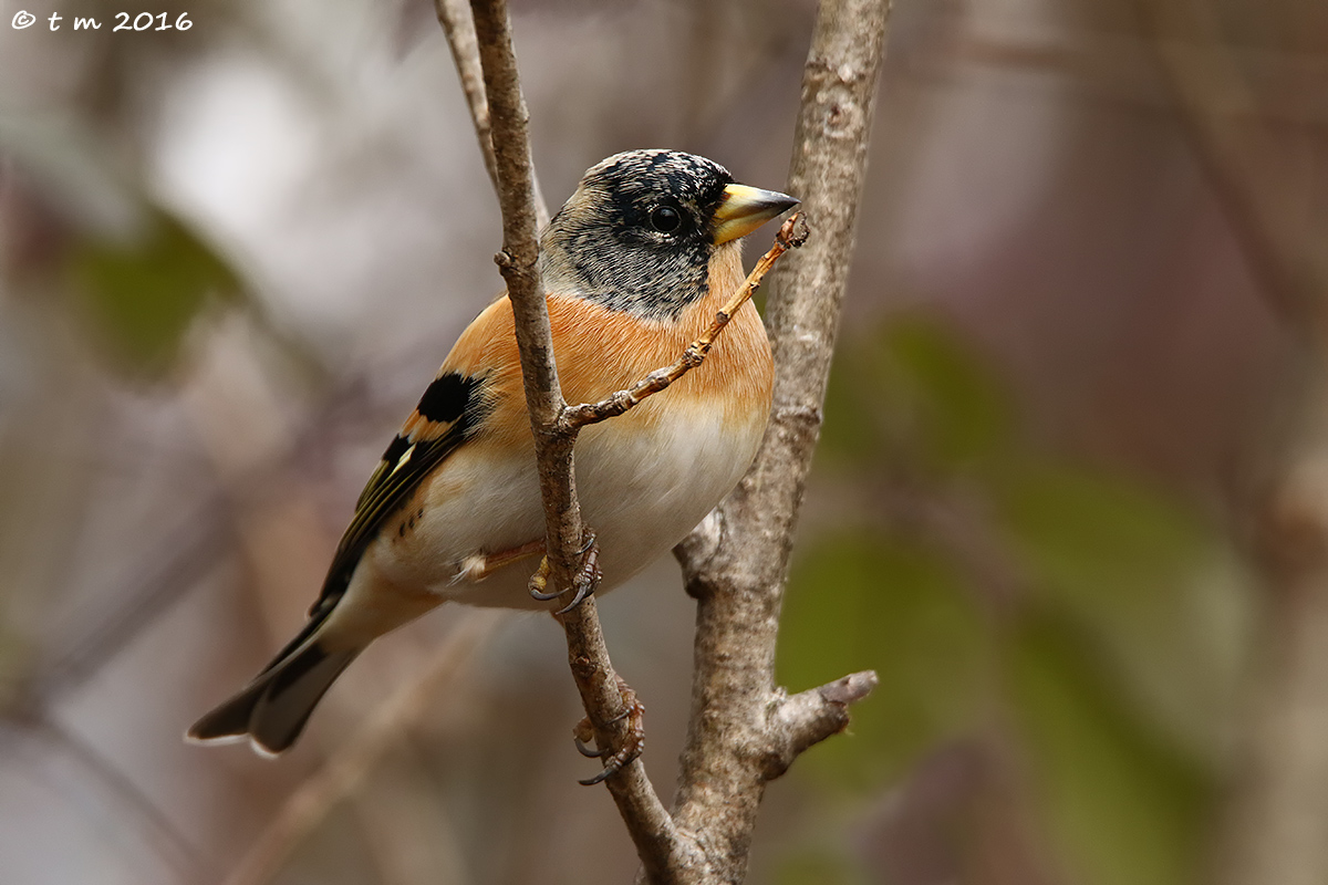 Brambling