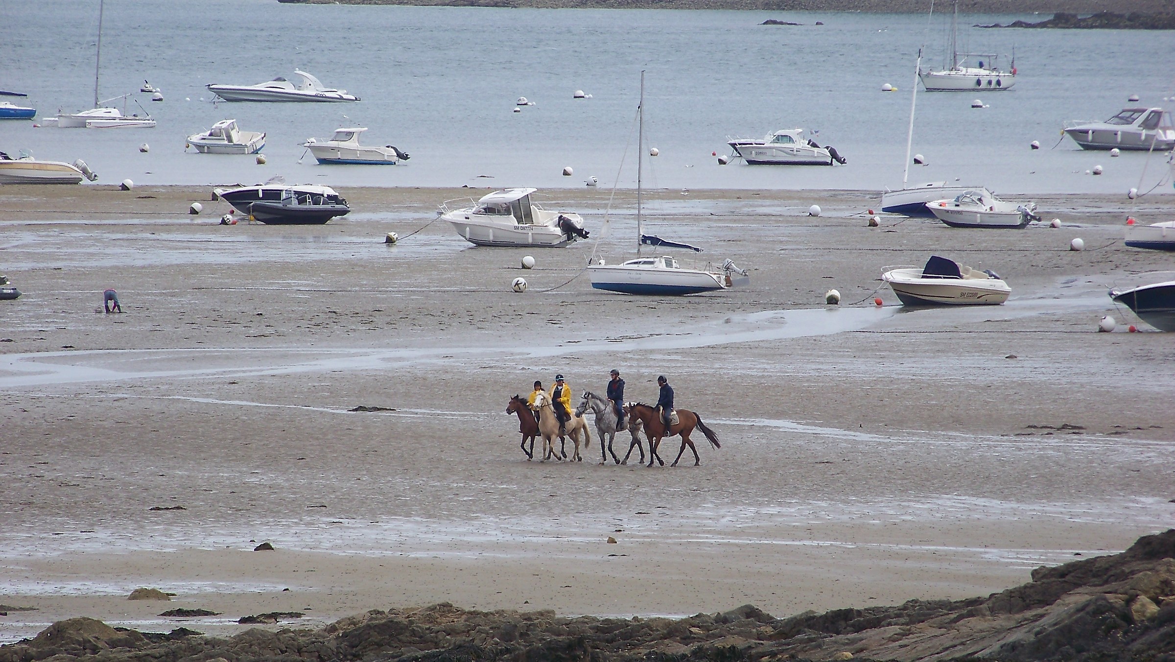 Horses on the Beach