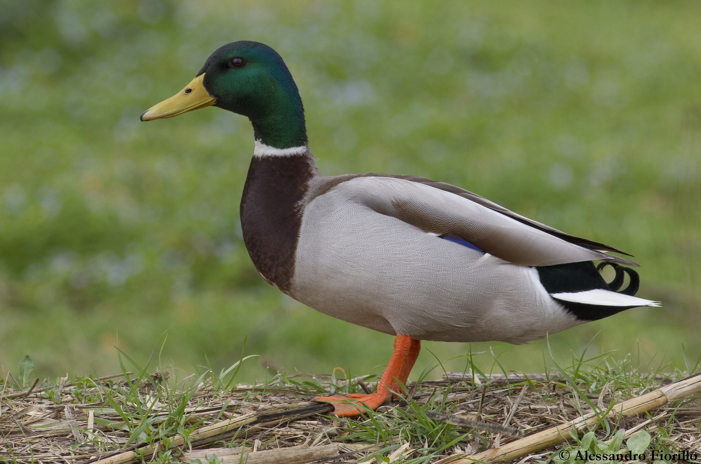 Mallard