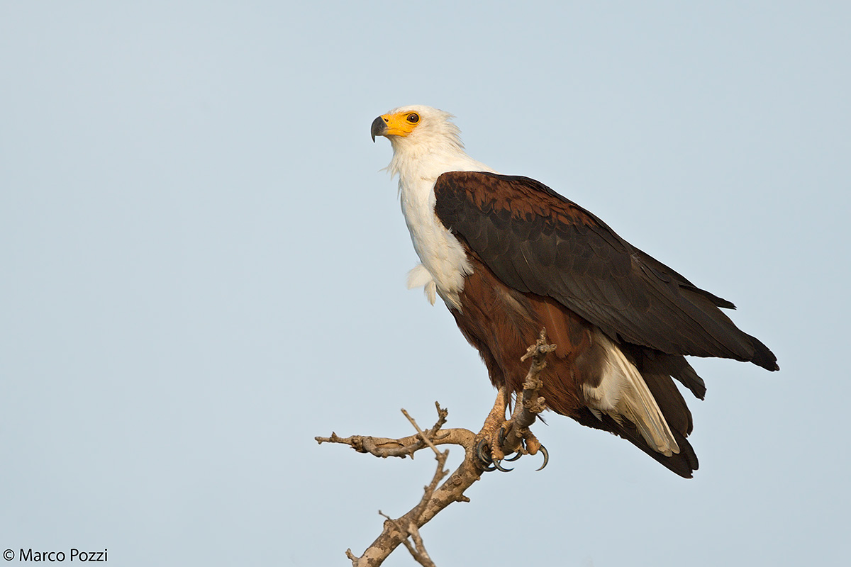 Fish Eagle