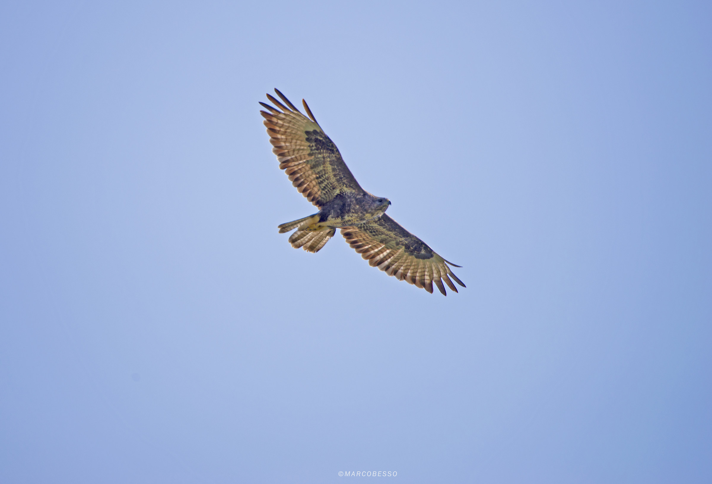 Buzzard
