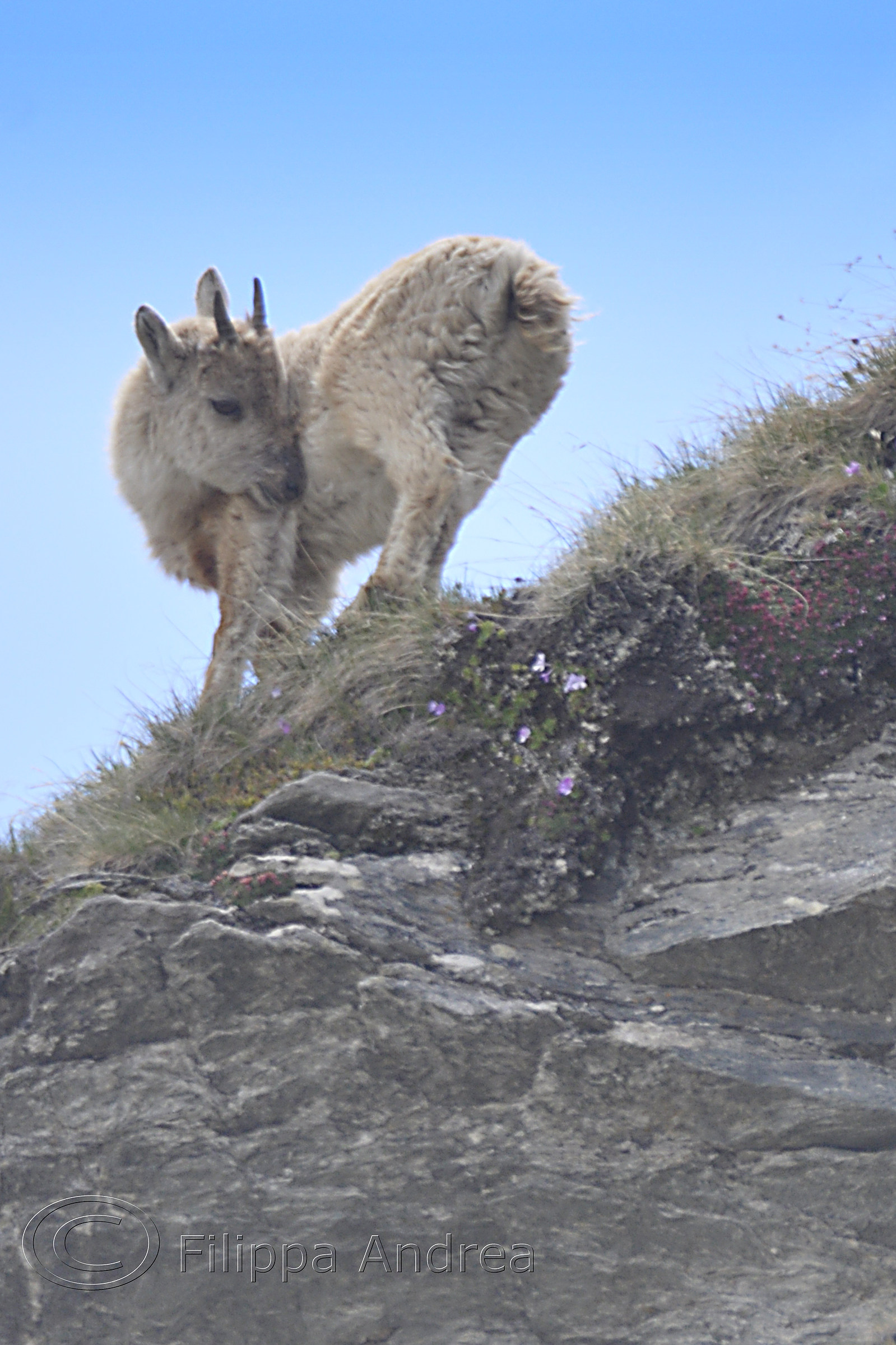 Smaller Ibex