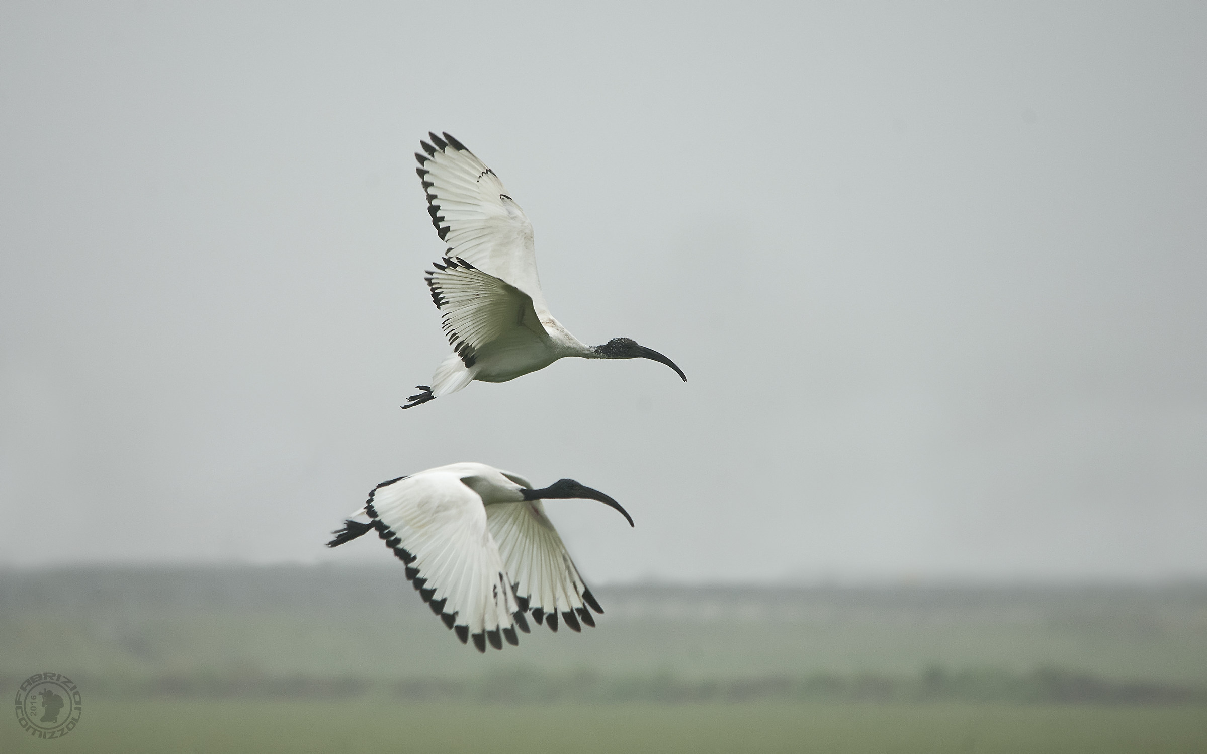 Ibis