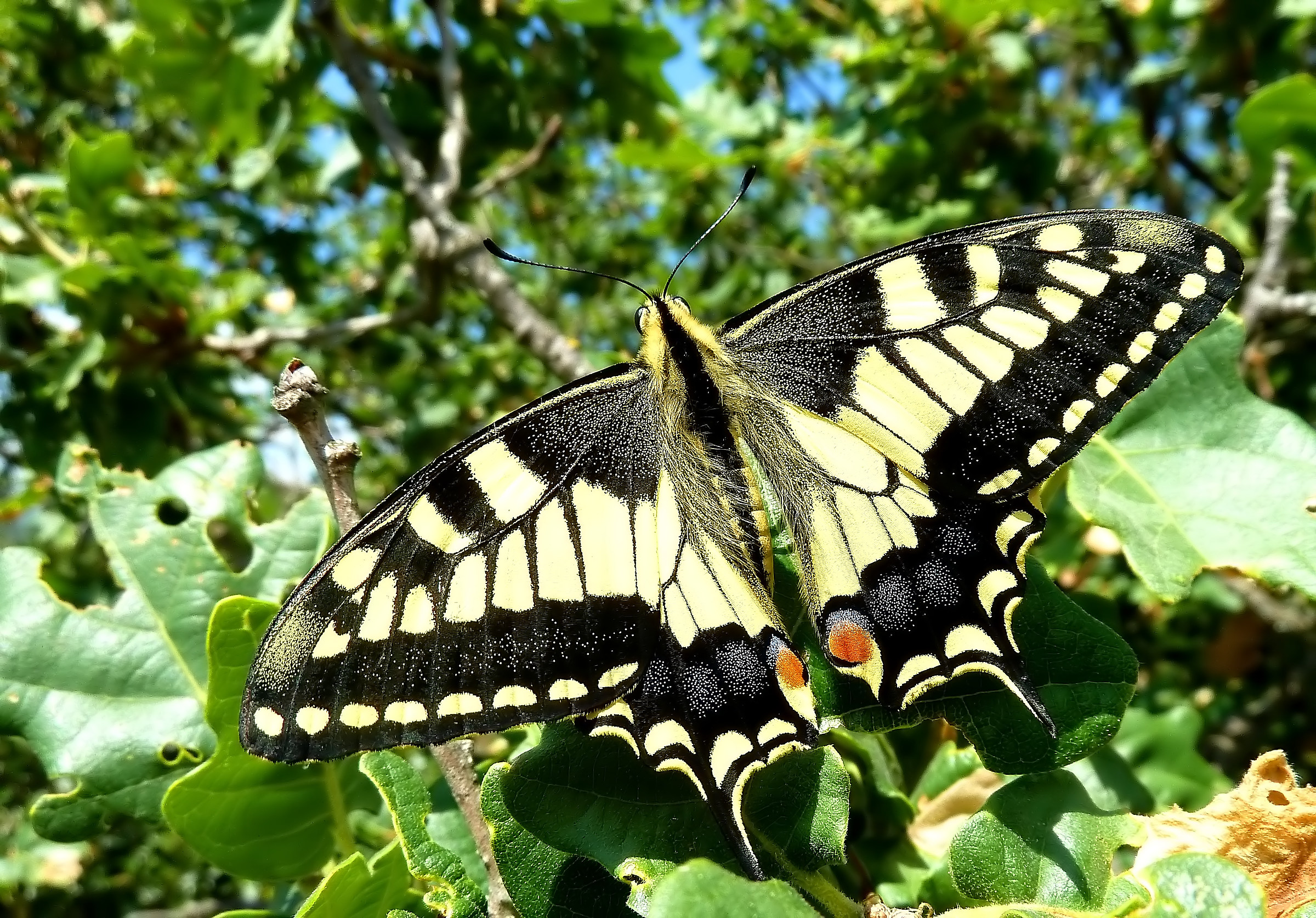 Papilio machaon