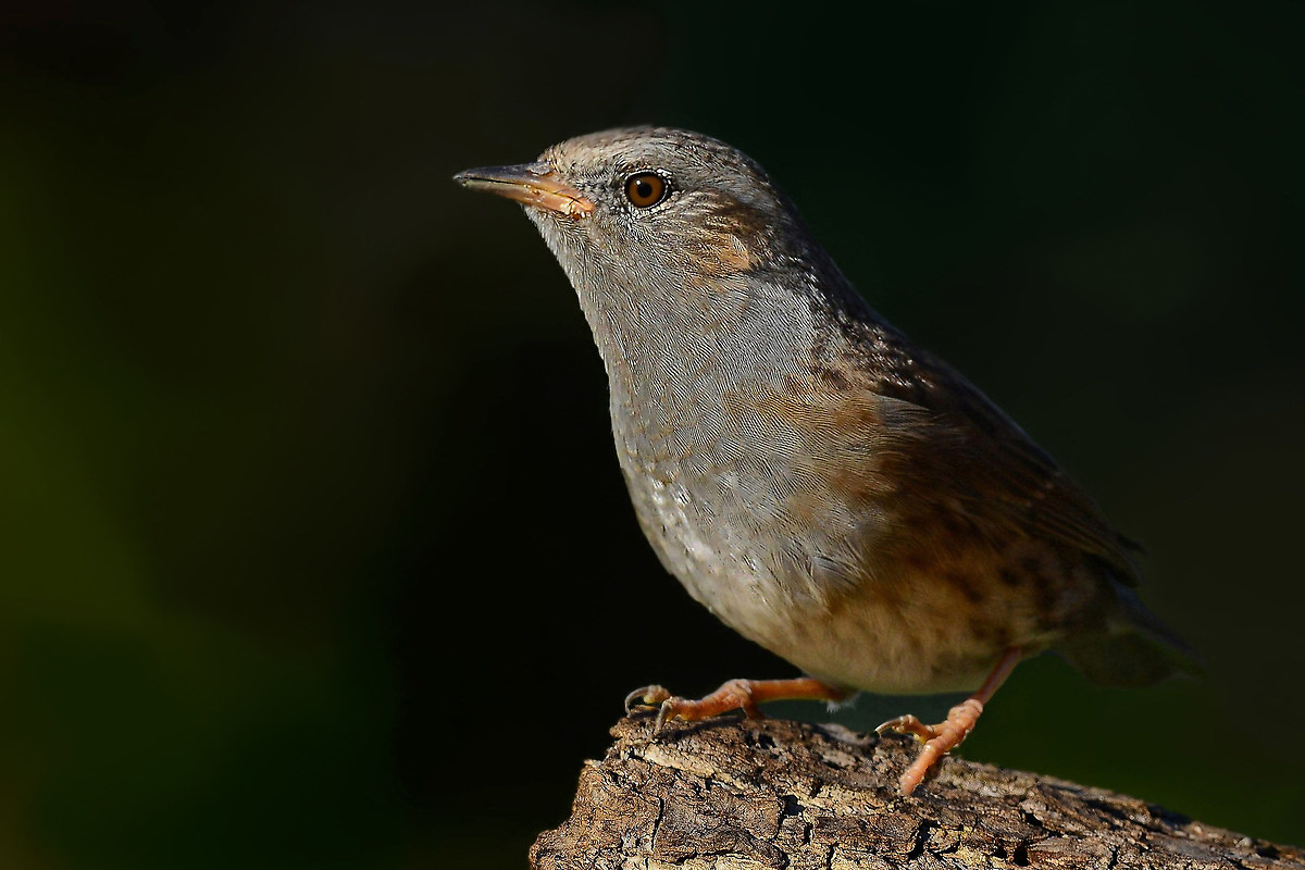 Dunnock