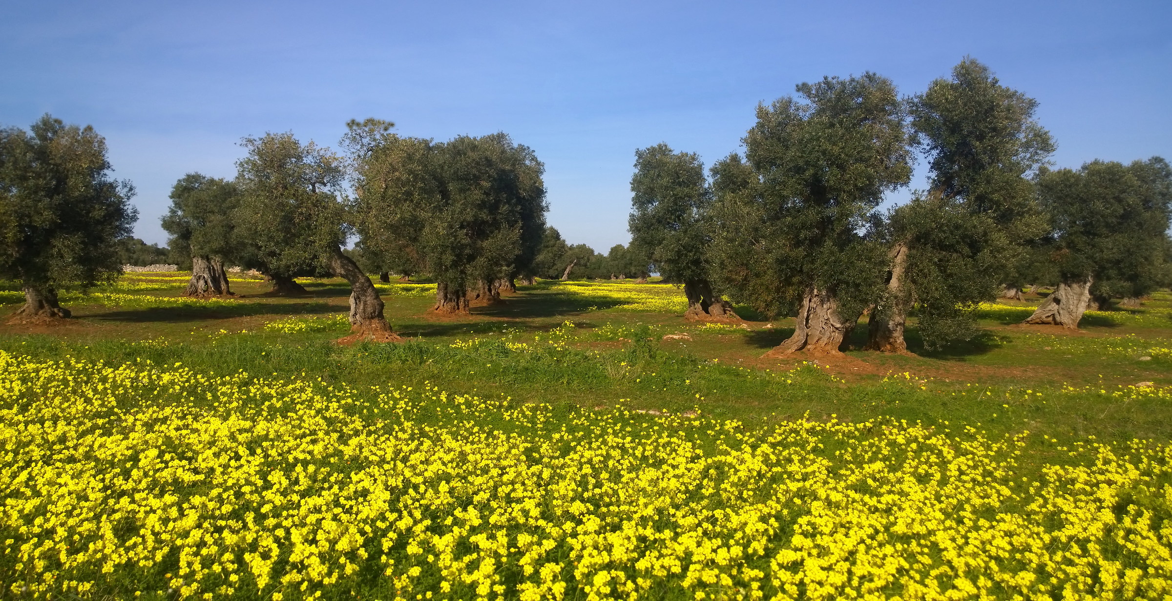 olive trees between yellow and blue