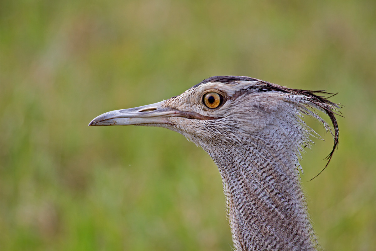 Kori Bustard