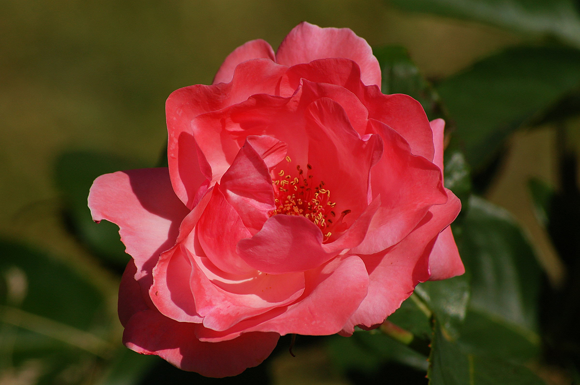 In this gray winter, a bit 'of color