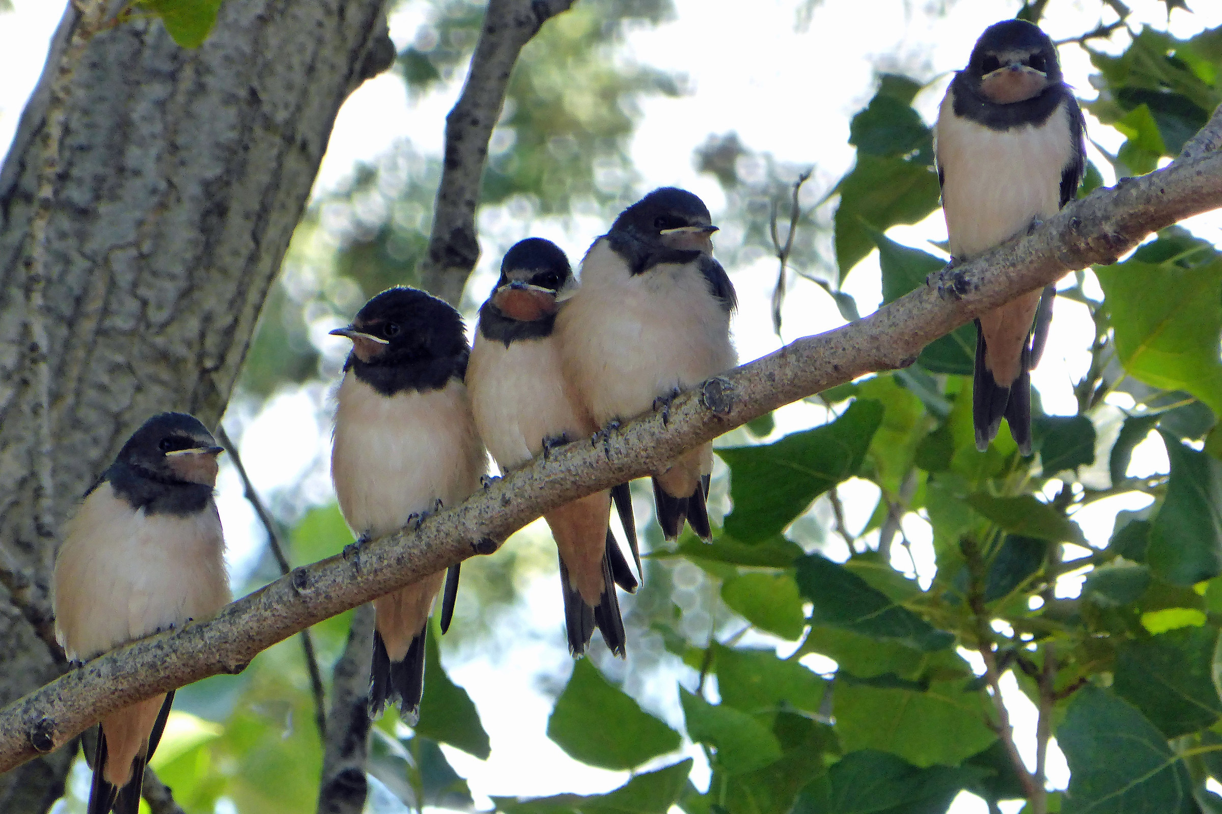 ... Waiting for the crumbs ...