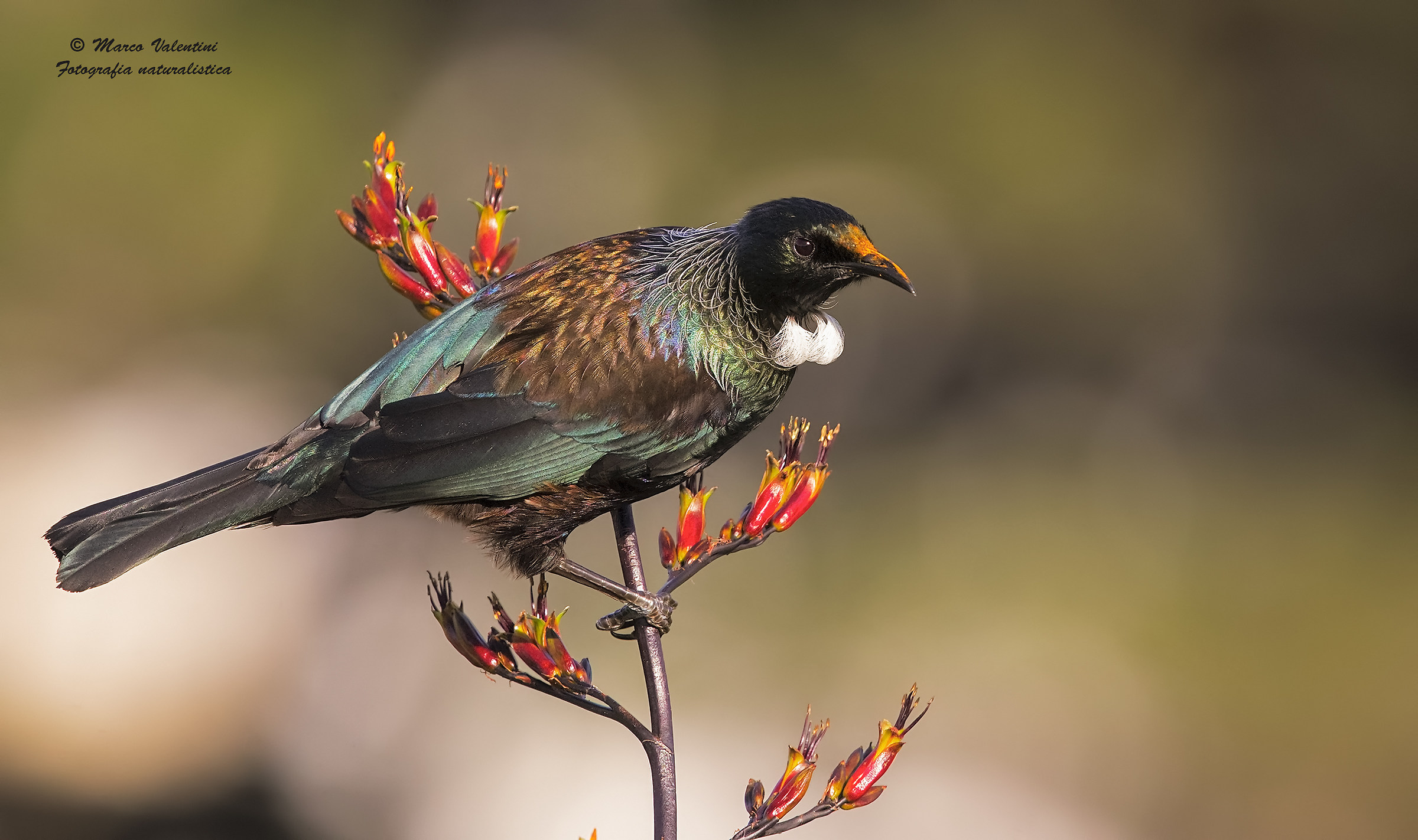 Tui and flowers - 5