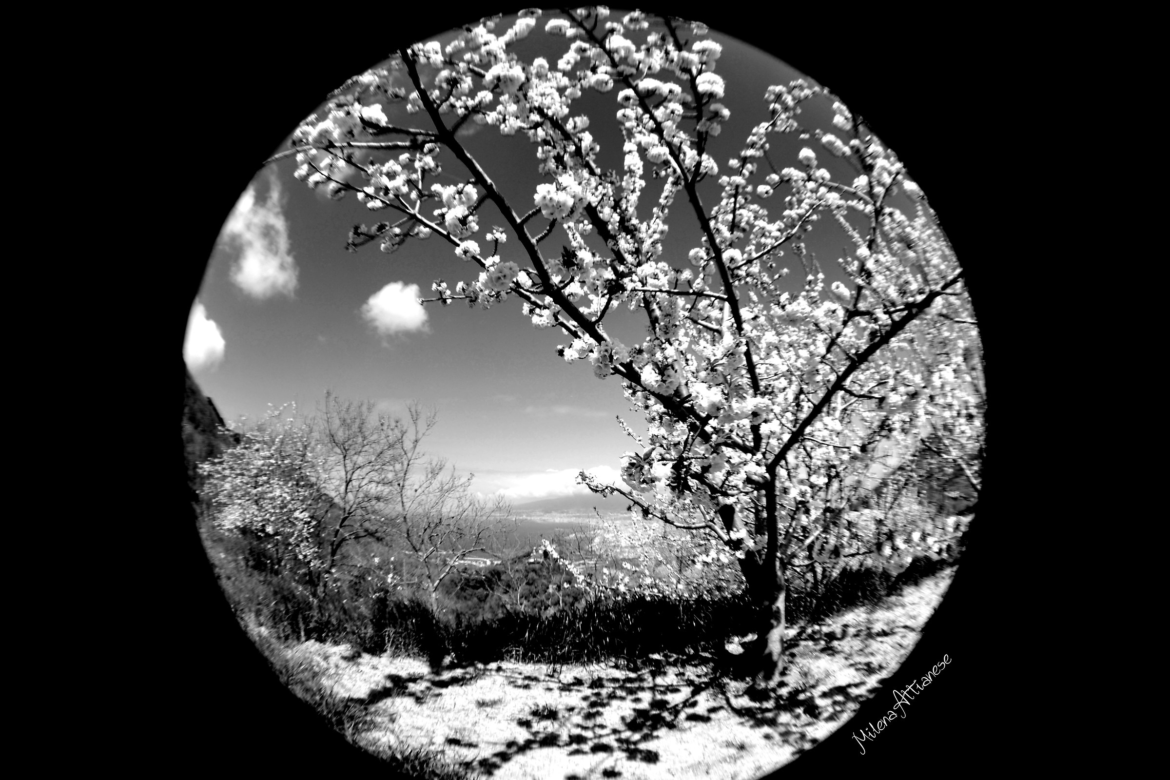 Ciliegio, black and white.