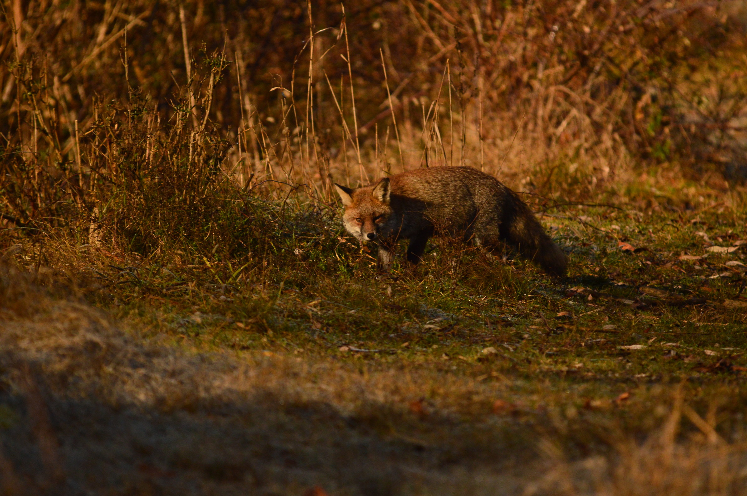 lezione di mimetismo