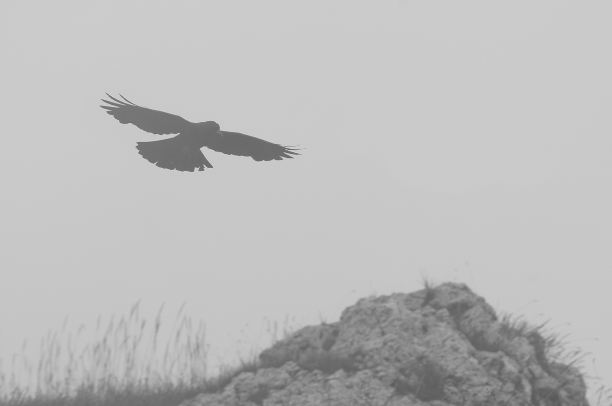 Chough in the fog