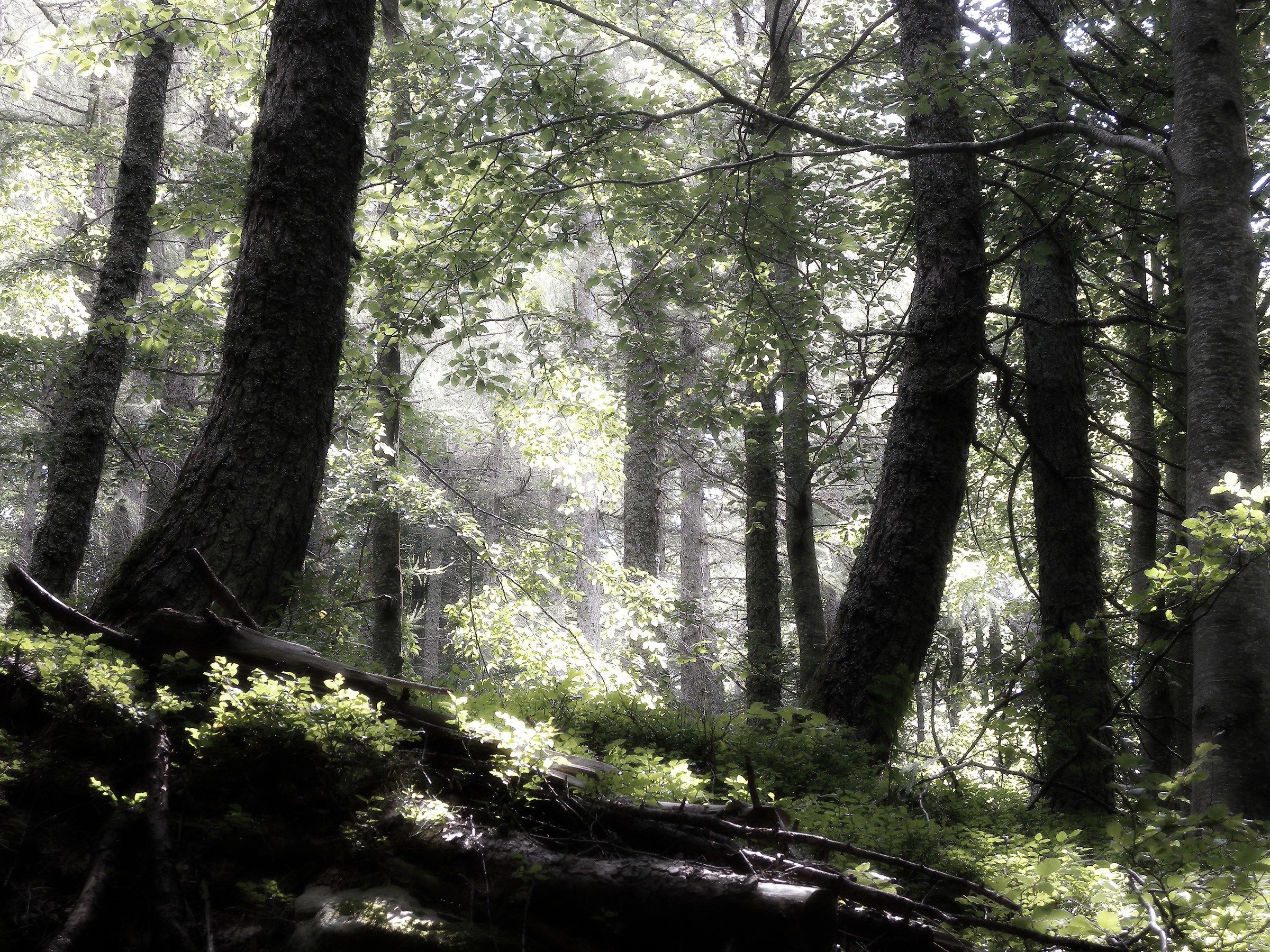 Luci in foresta mista