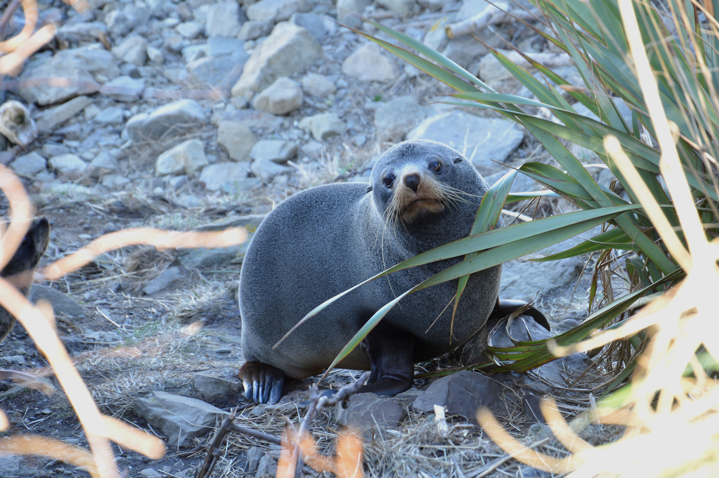 A seal ... Shy!