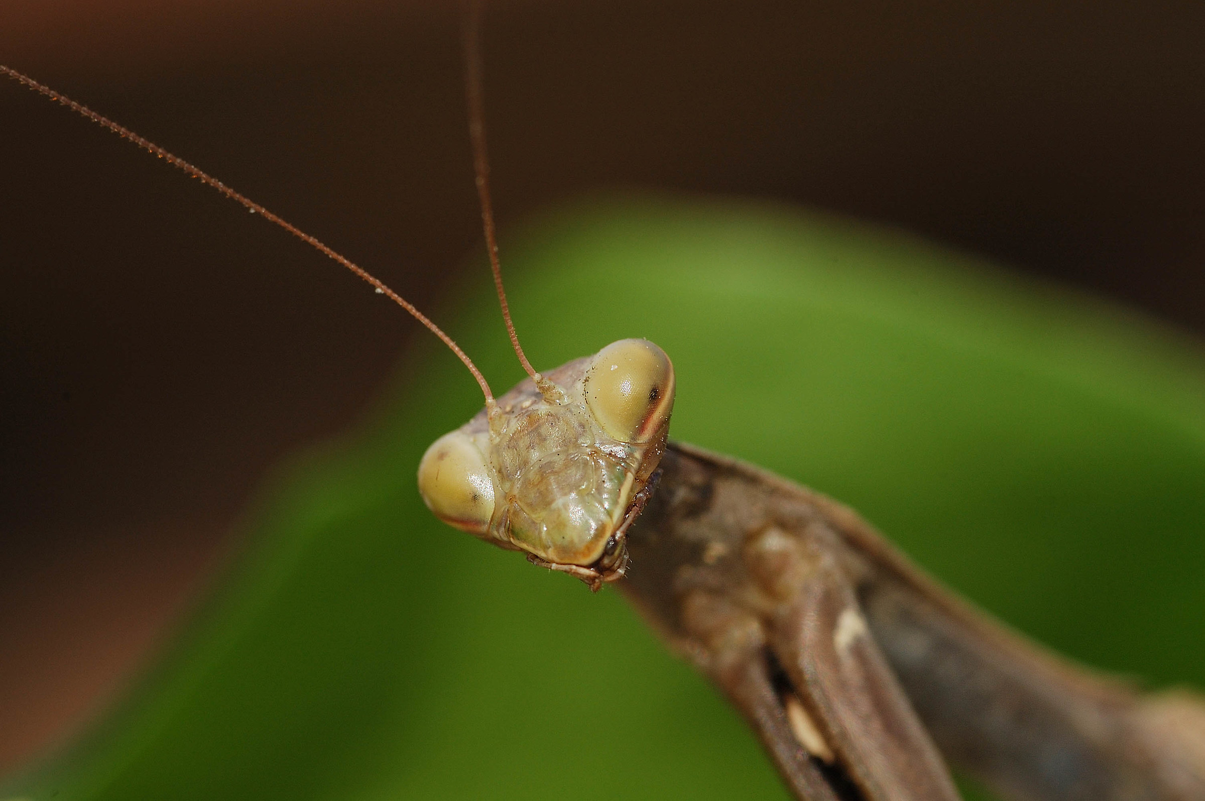 Portrait of Mantis