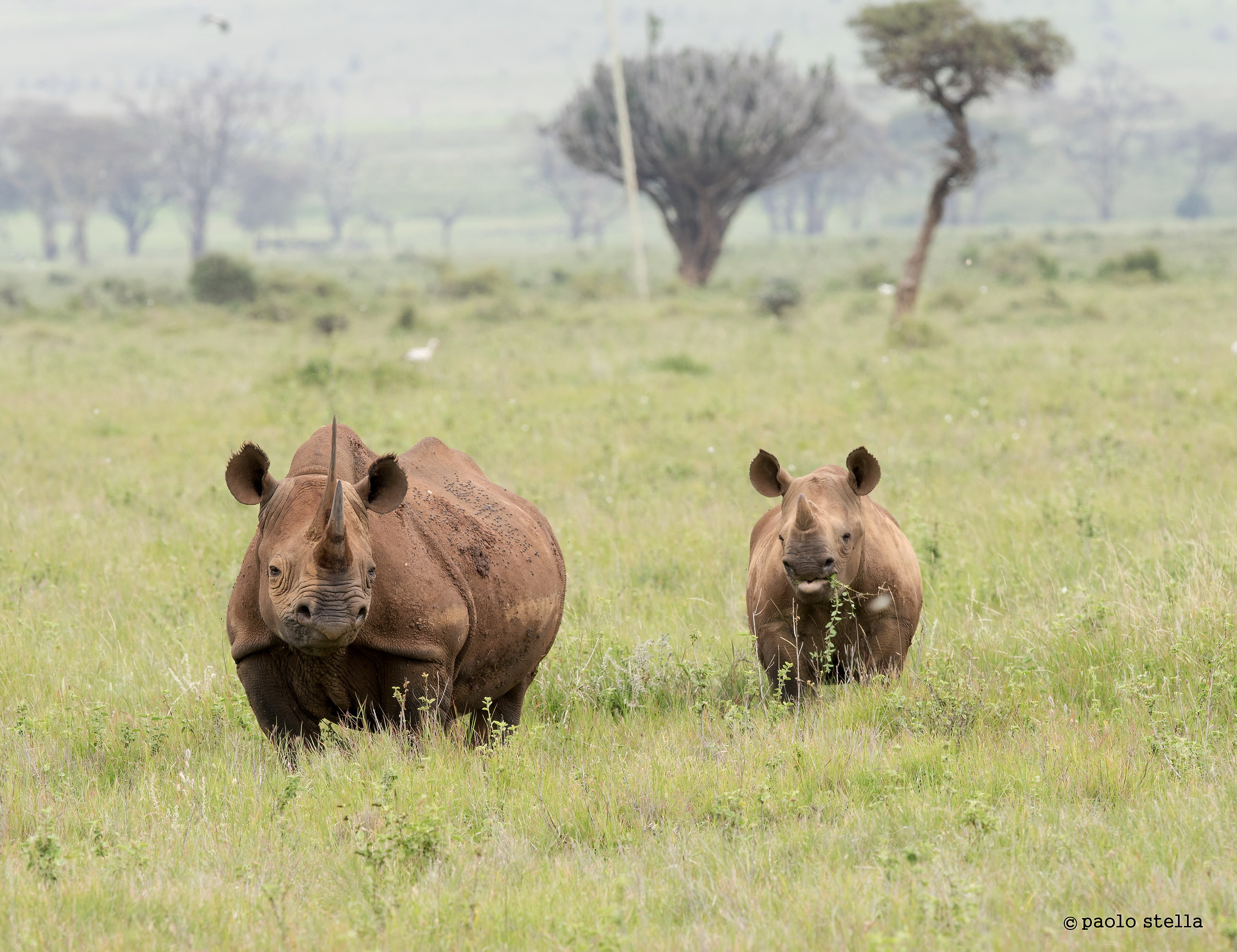 mom & cub black rhinos