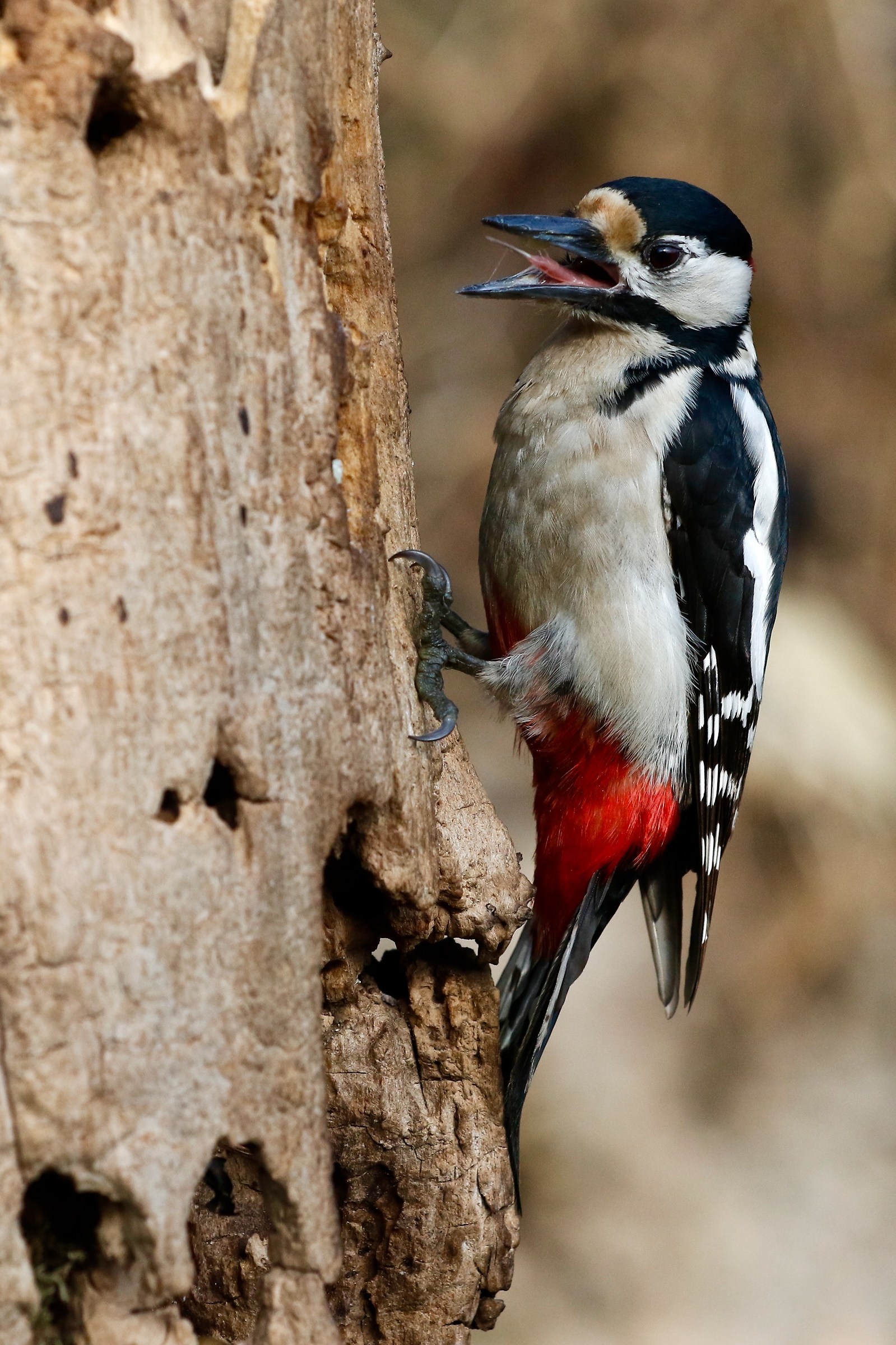 woodpecker