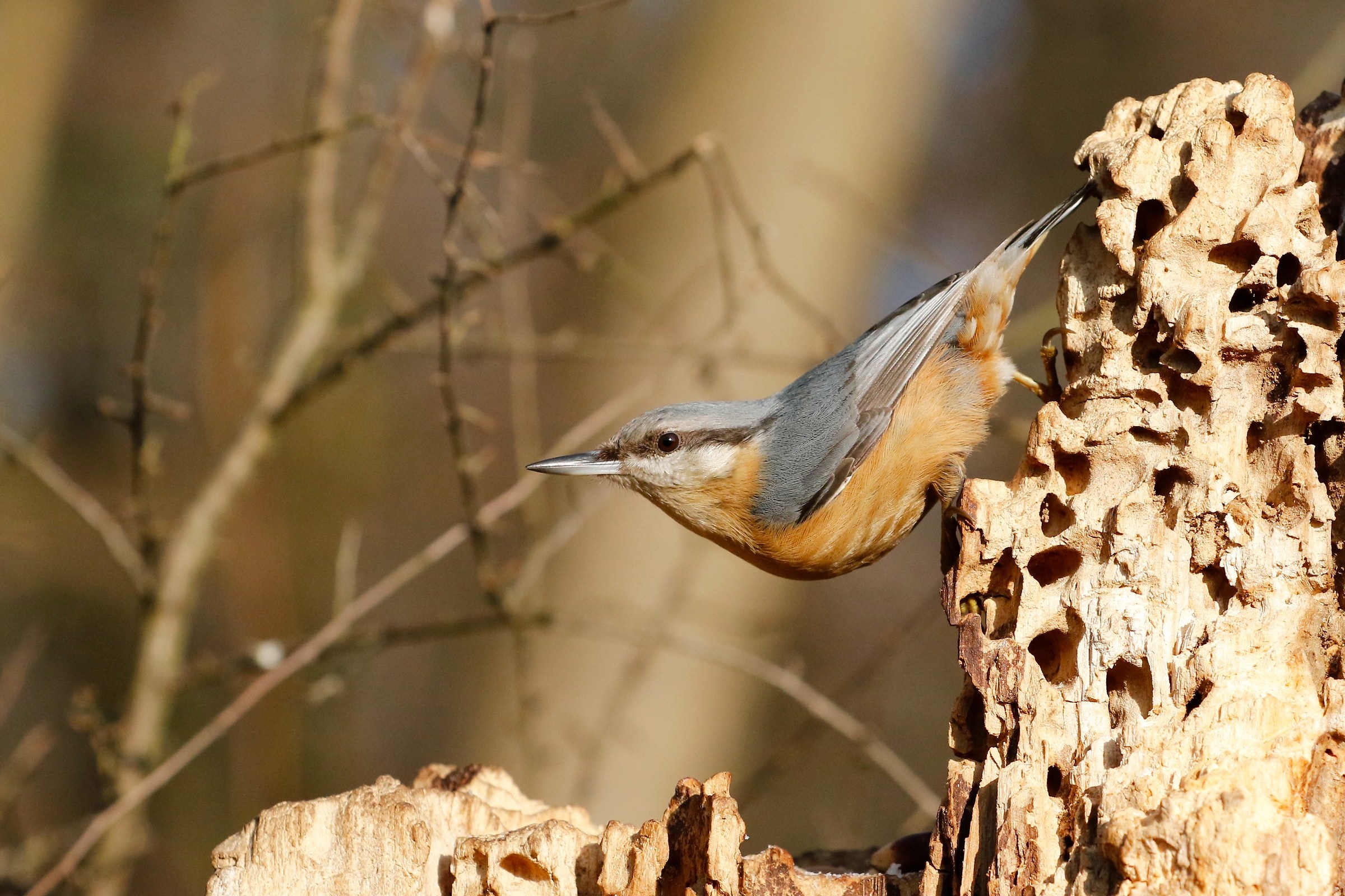 Nuthatch