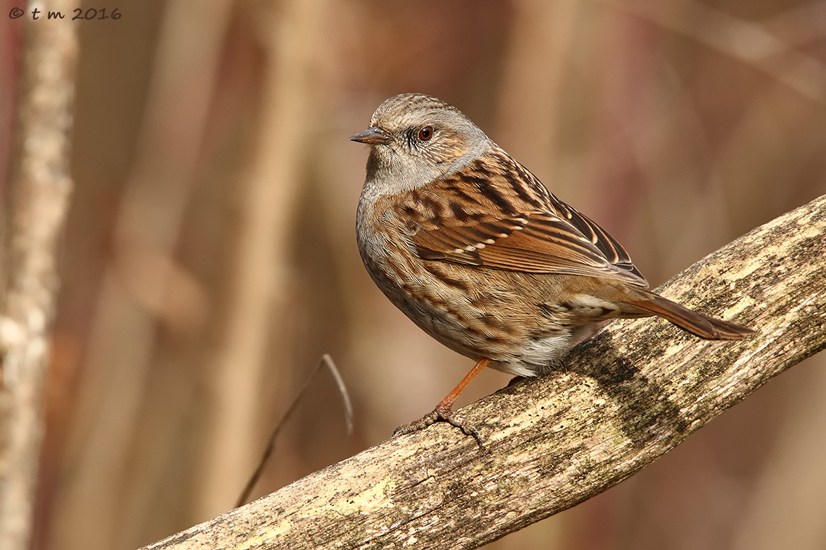 Dunnock