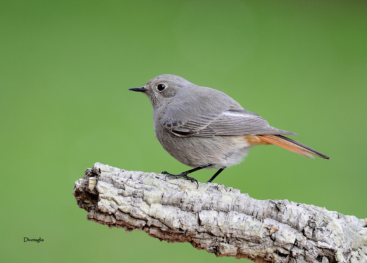 Female black redstart