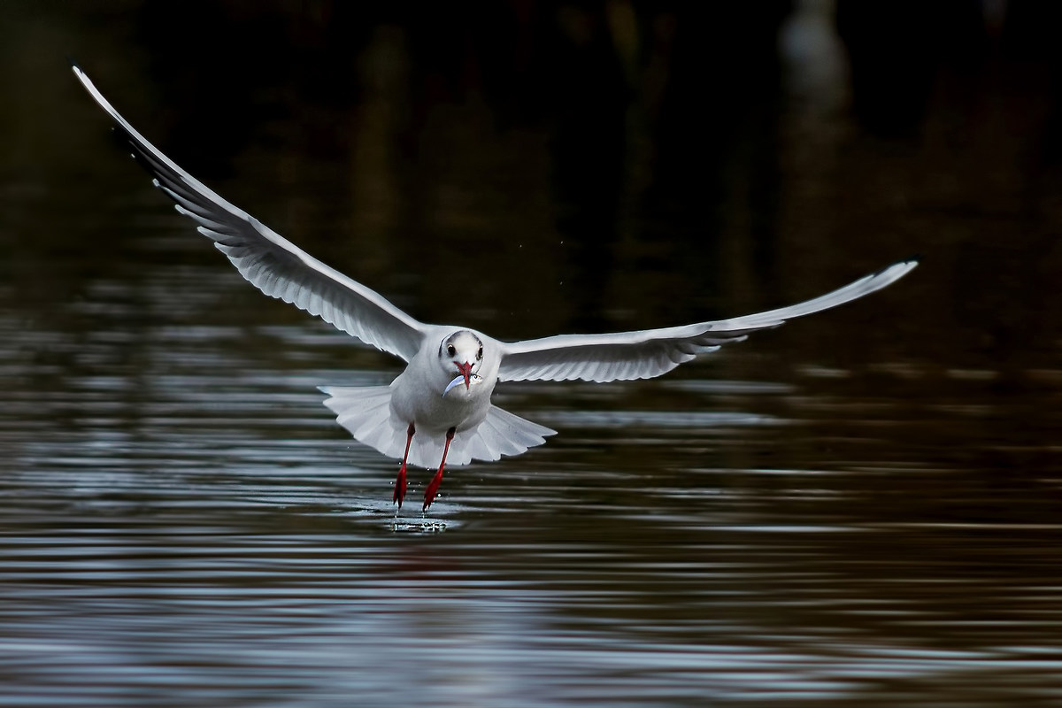 gull with prey