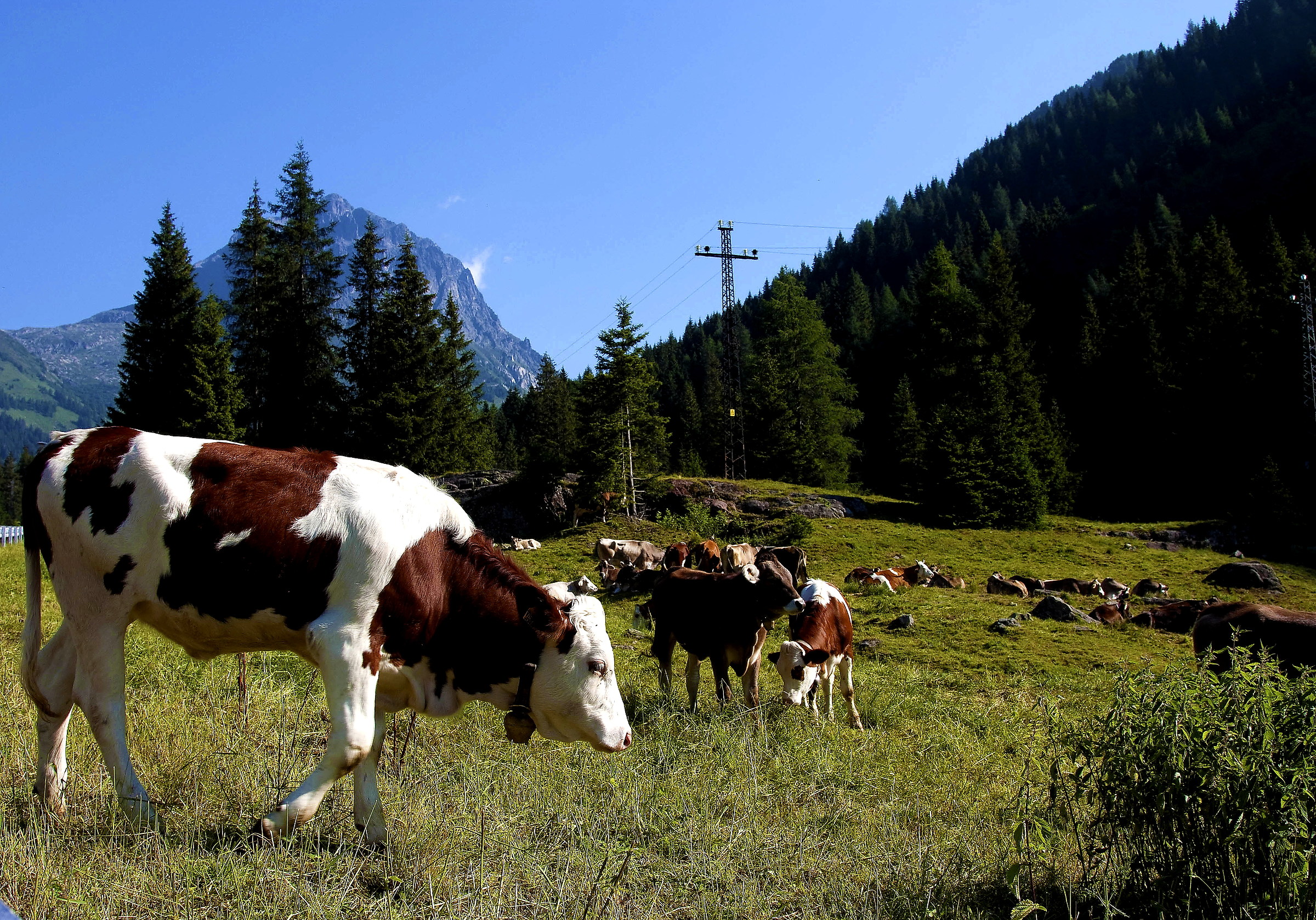 Nella valle del Bagoss