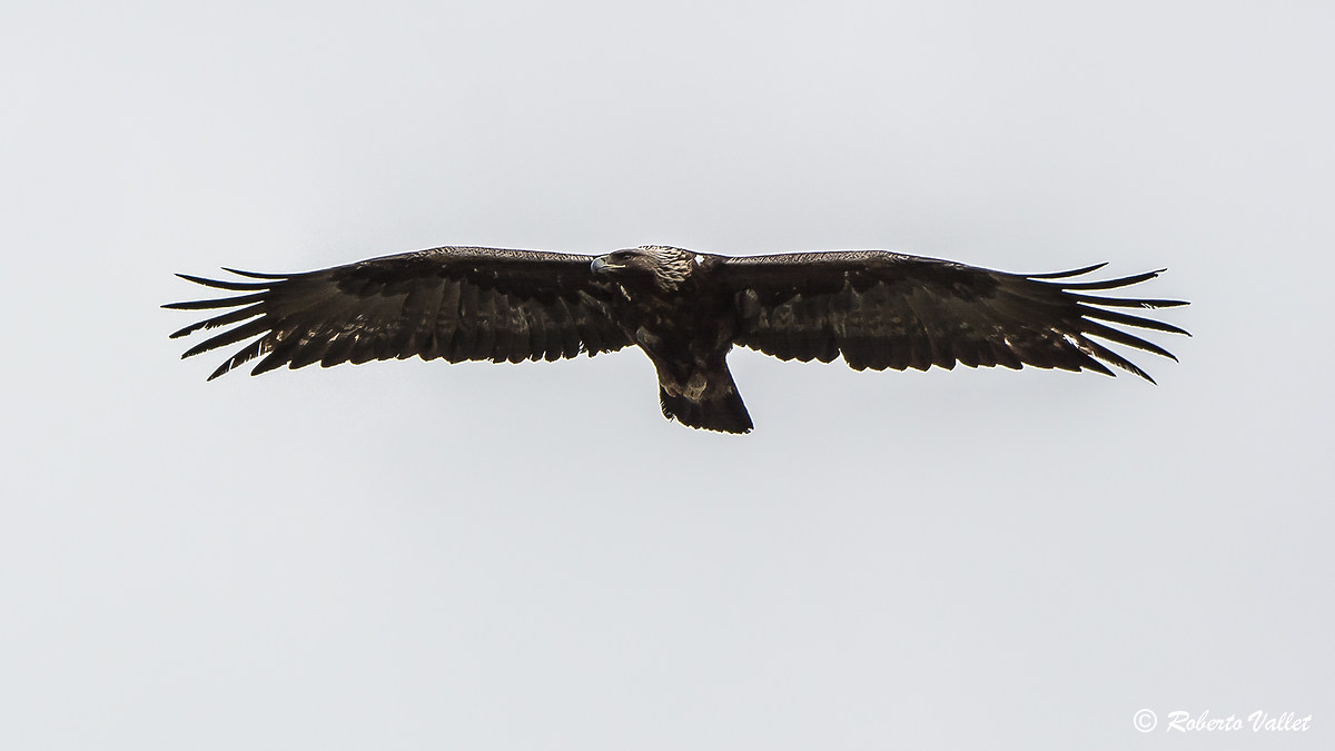 reconnaissance flight