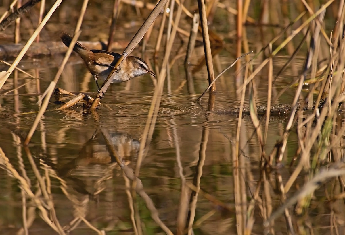forapaglie Castaagnolo