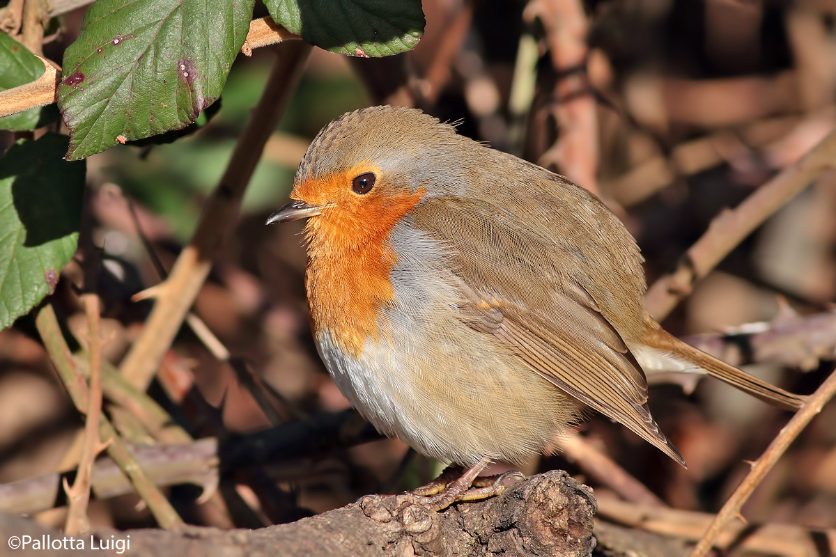 Pettirosso (Erithacus rubecula)