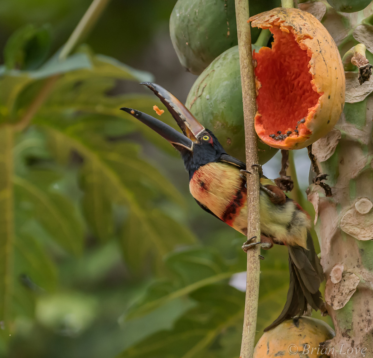 Tropical Lunch for a Tropical Bird - Collared Aracari